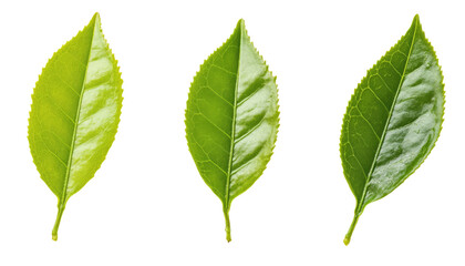 Poster - Three green leaves isolated on transparent background, PNG or White Background