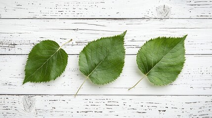 Poster - Three Birch Leaves on White Wooden Table : Generative AI