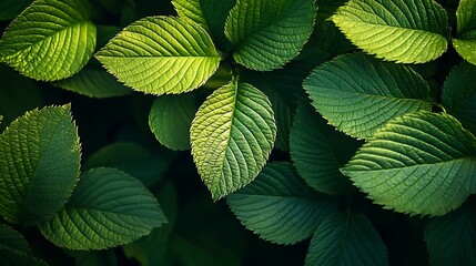 Poster - Young Spring Leaves Top View : Generative AI