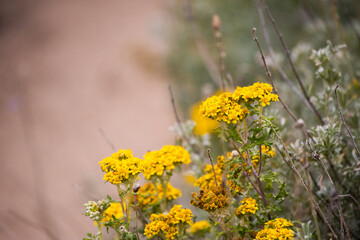 yellow flowers bloom on sand dunes