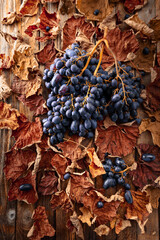 Poster - Blue grapes with dried-up vine leaves.