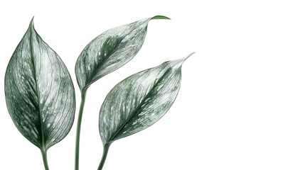 Poster - Green Leaves Isolated on White Background : Generative AI