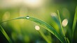 A close-up of a blade of grass with a dewdrop on it.