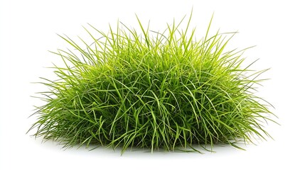 Poster - Young Green Grass isolated on White Background : Generative AI