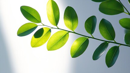 Poster - Green Leaves Isolated on White Background : Generative AI