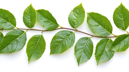 Green Leaves Border isolated on white background : Generative AI