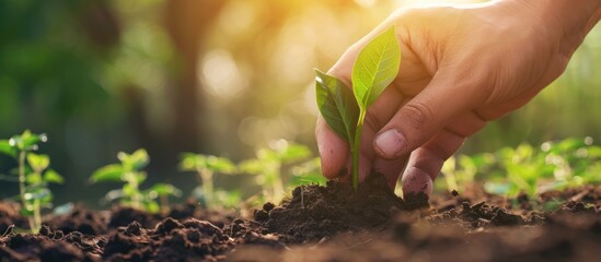 Canvas Print - Planting a New Life