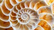 © IgitPro - Abstract depiction of a nautilus shell, focusing on its intricate geometric design. The shell's natural swirl is a stunning visual element in this art piece.