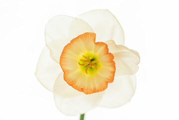 fresh narcissus on the white background