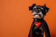 © Valeriia - Hairy dog in witch costume isolated on orange background. Banner, greeting card, invitation with copy space. All Saints Day. Halloween celebration and party concept.