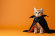 © Valeriia - Cat in witch costume isolated on orange background. Banner, greeting card, invitation with copy space. All Saints Day. Halloween celebration and party concept.