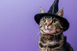 © Valeriia - Halloween celebration and party concept. Cat in witch costume isolated on purple background. Banner, greeting card, invitation with copy space. All Saints Day