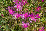 Figue des Hottentots, figue marine, carpobrotus edulis