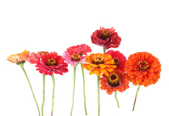 Wall Mural - Flowers Zinnia isolated on white background. Blooming beautiful colorful flowers Zinnia. Colorful flowers Zinnia elegans dahlienflora.