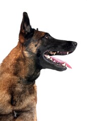 Wall Mural - malinois in studio