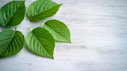 Poster - Birch Leaves on White Wooden Table : Generative AI