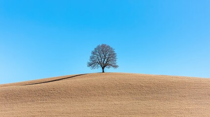 Wall Mural - A solitary tree on a barren hill, its shadow extending far under the strong midday sun. Focus on the natural light and sharp shadows. No people.