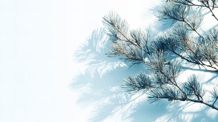 Wall Mural - Artistic Pine Tree Branches with Shadow Filter Fade on Clear Backgrounds