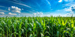 © janya - Vibrant green corn field under a clear blue sky, agriculture, growth, farm, rural, landscape, summer, nature, crop
