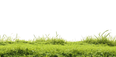 A lush green grass meadow stretches across the white background	