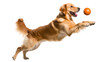 © Meesunal - Happy golden retriever puppy playing with a ball