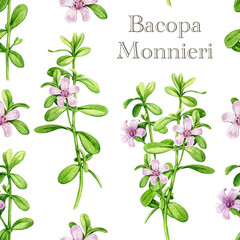 Bacopa medicinal plant vintage style seamless pattern. Hand drawn adaptogenic bacopa monnieri watercolor botanical illustration. Brahmi herb ayurveda medicine element seamless pattern isolated