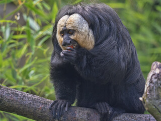Wall Mural - An adult male White-faced saki, Pithecia pithecia eats the red fruit.