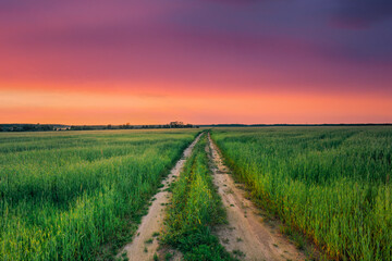 Rural Countryside Road Through Green Wheat Field. Spring Agricultural Season. Colorful Dramatic Sky At Sunset Sunrise. Sunset Over Rural Dirty Countryside Road In Green Field. Summer