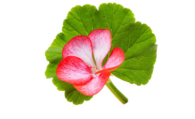 Wall Mural - Pelargonium flower isolated