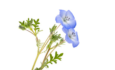 Poster - beautiful nemophila flower