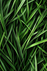 Poster - Close-up image of fresh green grass blades, showcasing vibrant and lush vegetation. The overlapping pattern of the grass creates a detailed, natural texture.