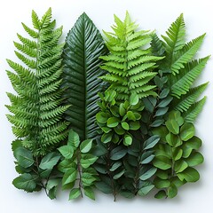 Wall Mural - A collection of various green leaves arranged artistically.