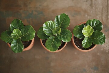 Sticker - Potted Plants on Table