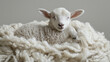 © pattozher - A lamb lying on its back on a pile of soft wool isolated on a simple background