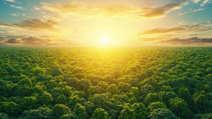 Wall Mural - Aerial View of Lush Green Forest at Sunset with Golden Sky