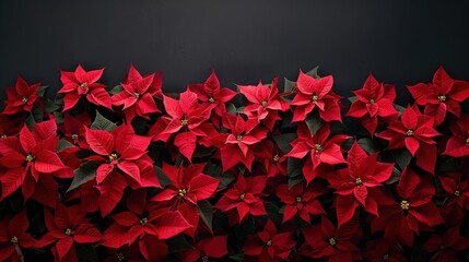 Poster - Red poinsettia flowers