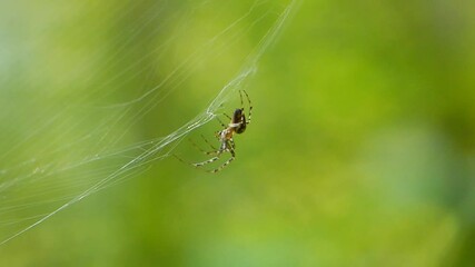 spider on the web