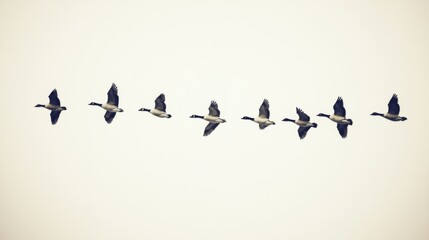 A flock of geese flies in formation against a cloudy sky.