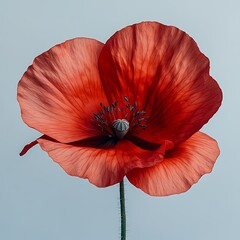 Canvas Print - A vibrant red poppy flower with delicate petals and intricate details.