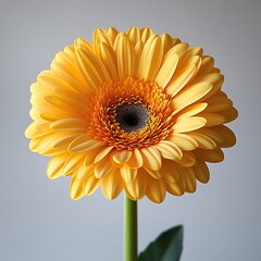 Canvas Print - A vibrant yellow gerbera daisy with intricate petal details.