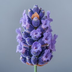 Wall Mural - Close-up of a lavender flower showcasing its vibrant purple hues.