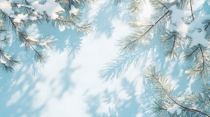 Wall Mural - Snow-covered pine branches casting shadows against a light blue background, evoking a serene winter scene, perfect for holiday themes. 