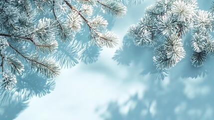 Canvas Print - Snow-covered pine branches casting shadows against a light blue background, evoking a serene winter scene, perfect for holiday themes.