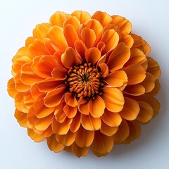 Wall Mural - Vibrant orange flower with layered petals on a white background.