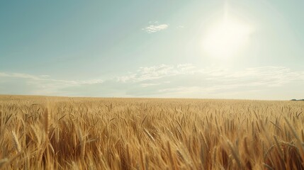 golden_wheat_field_and_sunny_day