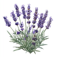 Poster - Elegant watercolor lavender flowers illustration