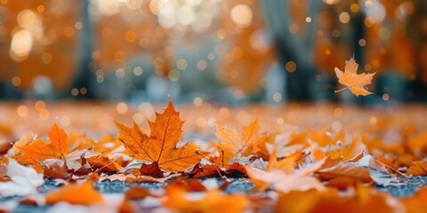 Wall Mural - orange maple leaves on the ground autumn leaf plant.