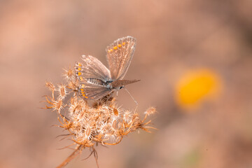 butterfly, insect, nature, flower, summer, animal, macro, garden, wildlife, orange, beauty, spring, plant, wing, wings, beautiful, yellow, butterflies, fly, colorful, color, black, fauna, closeup, flo