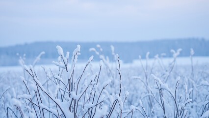 Canvas Print - Snow-covered branches create a winter wonderland.