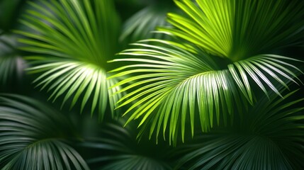 Poster - Palm Fronds in Sunlight